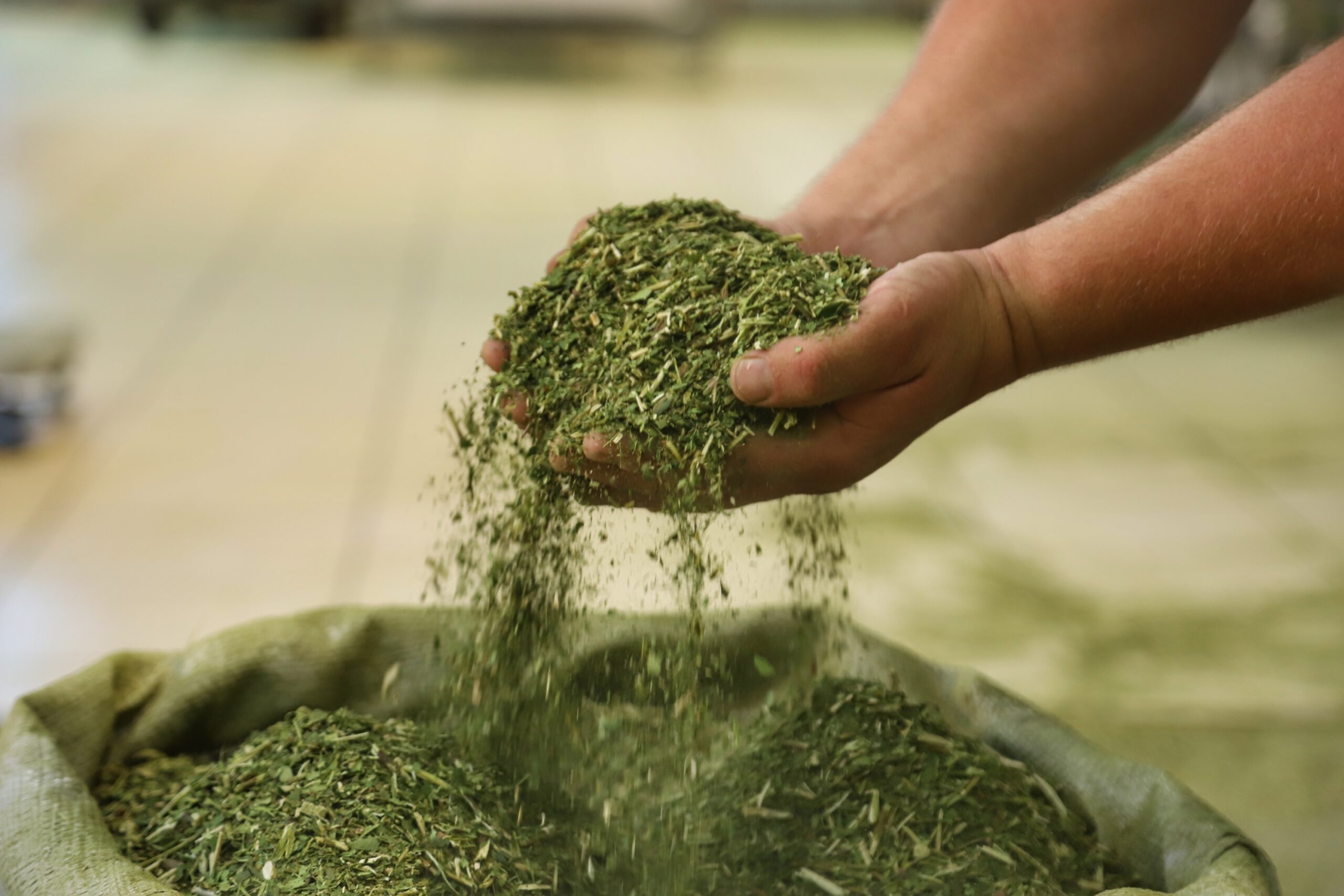 Produção de Erva Mate em São Mateus do Sul. Foto: José Fernando Ogura/ANPr - 01/2019