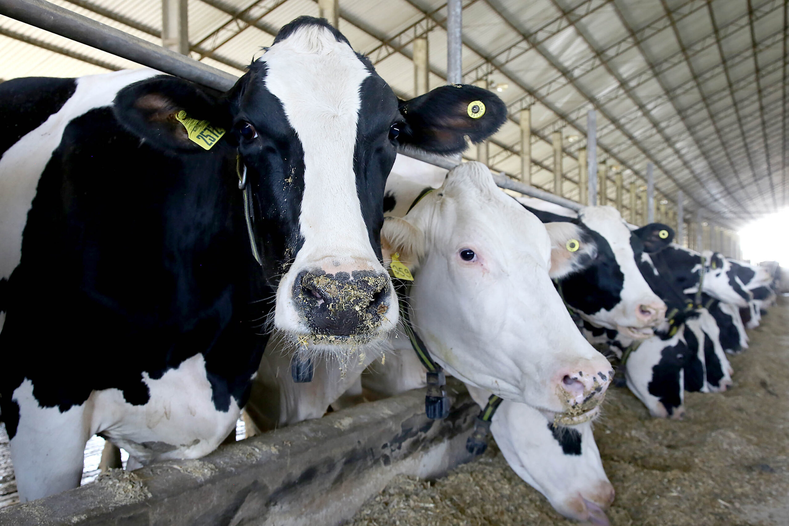 Gado leiteiro. Carambeí, 12/09/2019 Foto:Jaelson Lucas / AEN