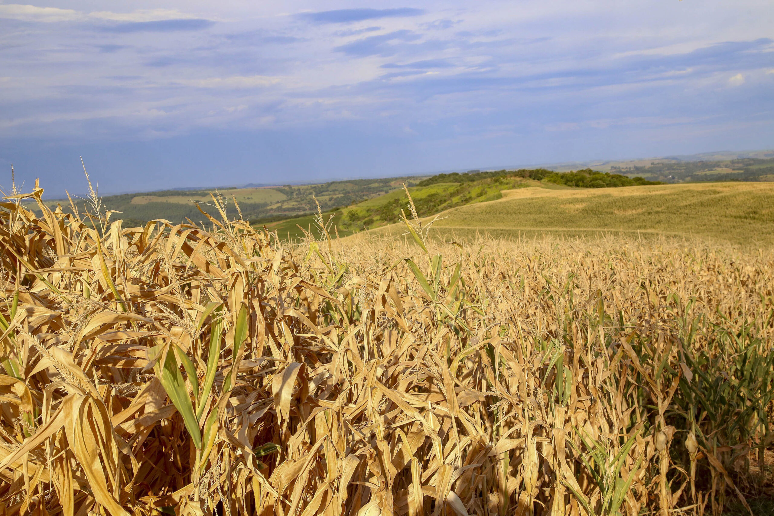 Plantação de milho na fazenda Esperança em Lindoeste