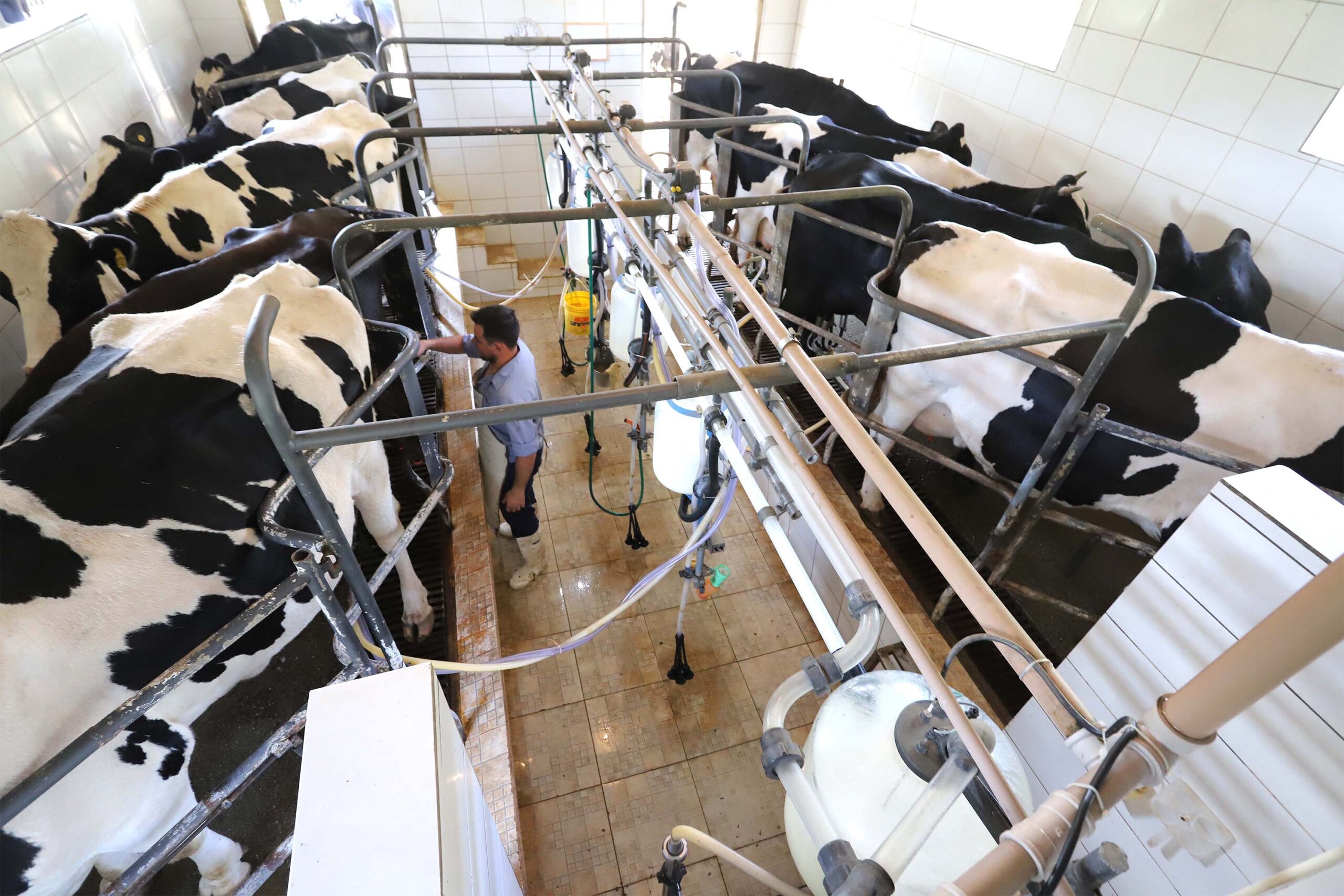 Leite das Crianças - Produtor de leite de Piraquara. Ordenha mecânica.
Piraquara, 01-10-19.
Foto: Arnaldo Alves / AEN.