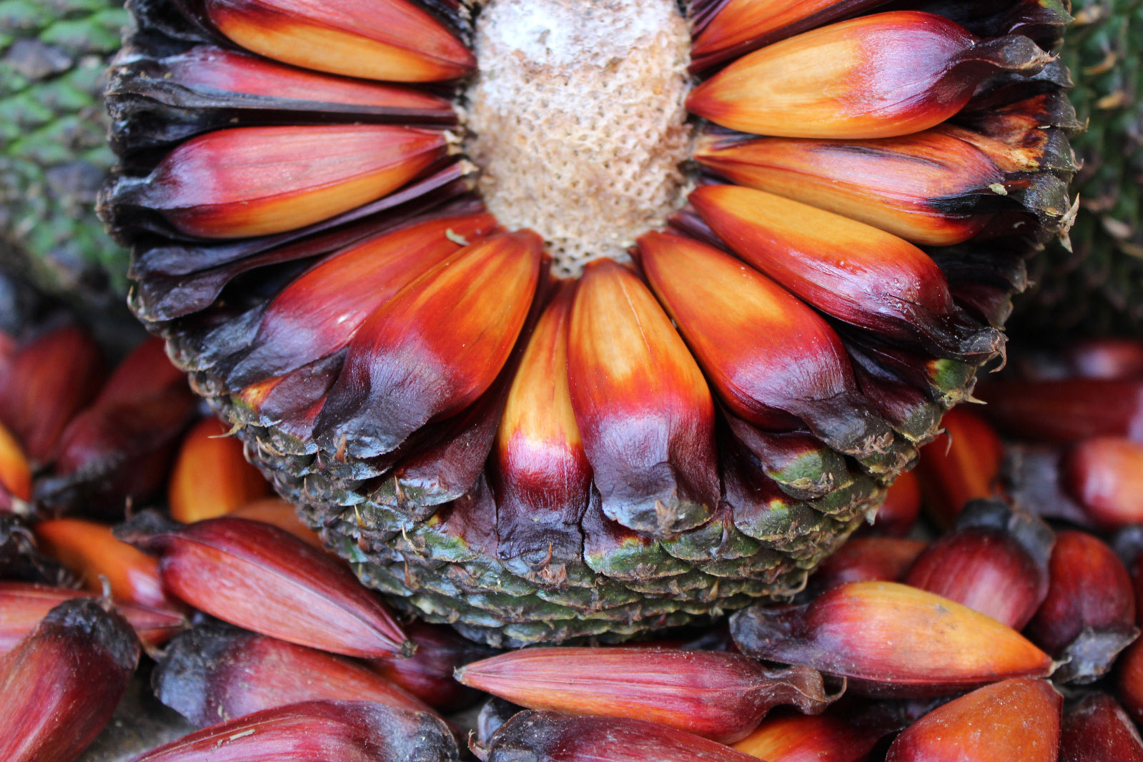 A colheita, venda, transporte e armazenamento do pinhão estão liberados no Paraná a partir deste sábado, 1º de abril. IAT alerta para a necessidade de semente da Araucária estar madura para ser comercializada