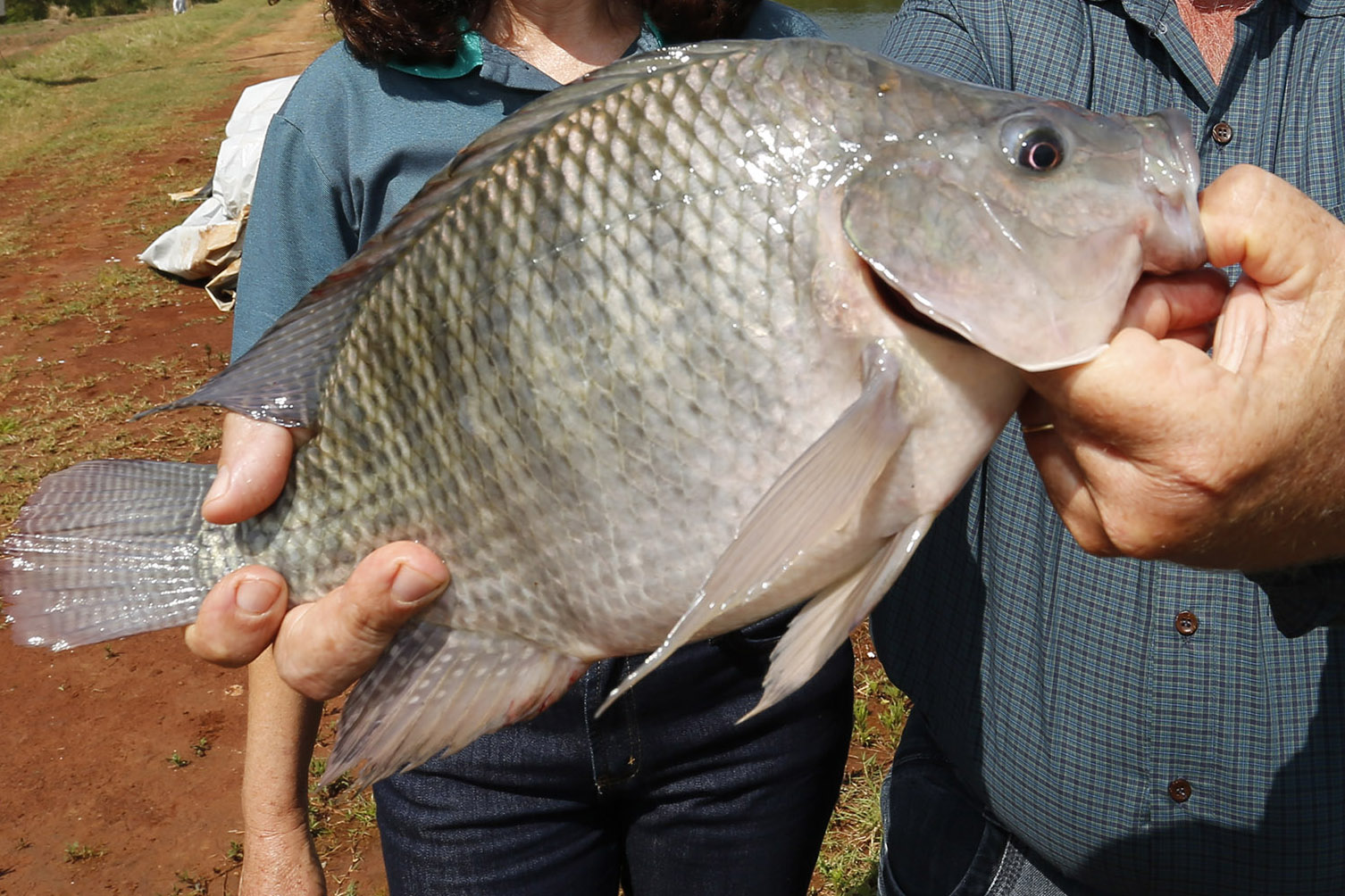 Terra Roxa - 10-10-2020 -Produtores de Tilapia Noemi Holz Borin com seu marido Adair Borin  - Foto : Jonathan Campos / AEN
