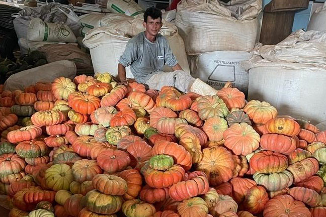 Experimento no Oeste apresenta resultados 50% acima da média em produção de abóboras e contribui para a segurança alimentar da região