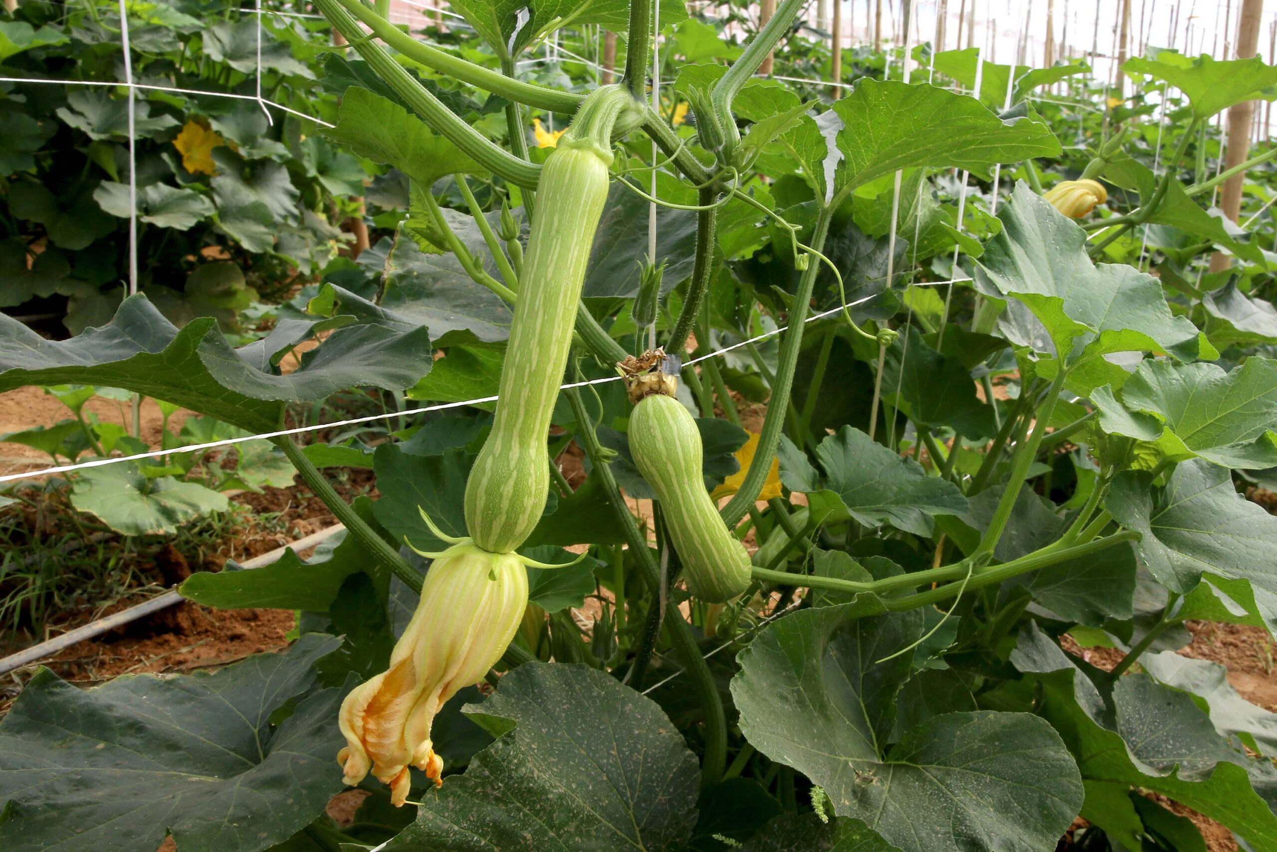 Plantação de abobrinhas. Pinhalão, 08/10/2019 Foto:Jaelson Lucas